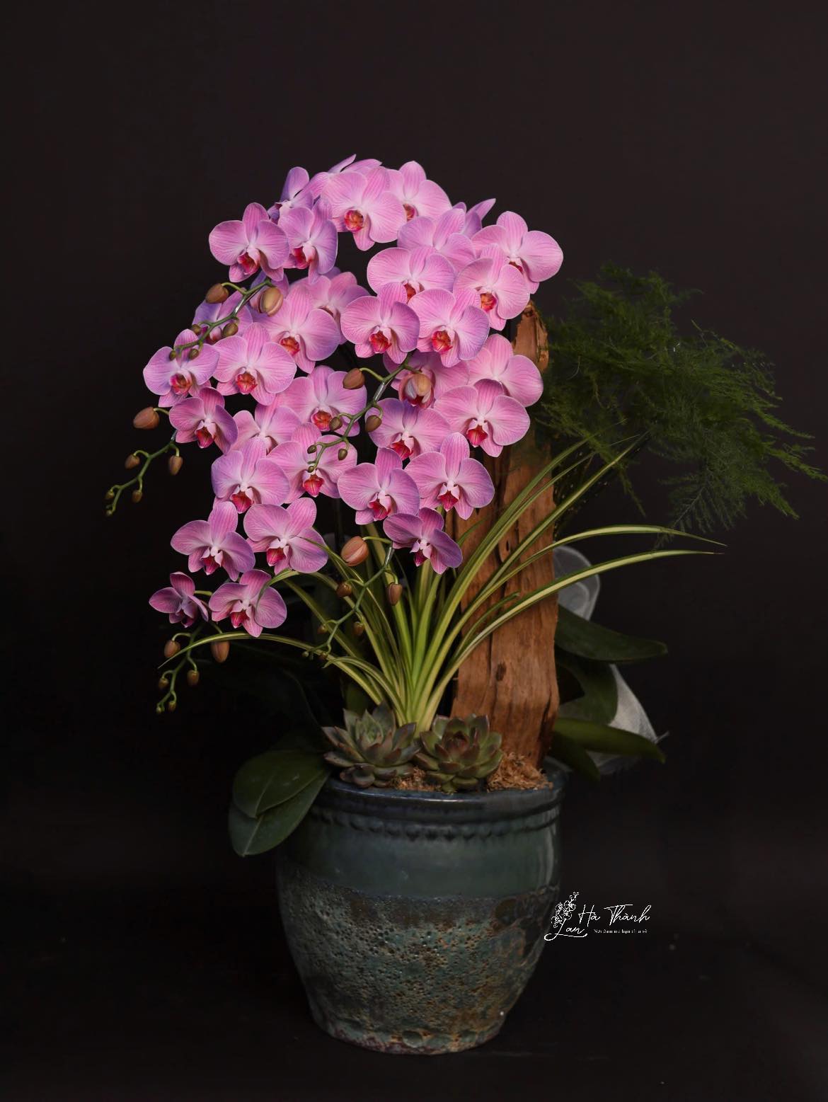 Cách Chăm Sóc Lan Hồ Điệp Luôn Tươi Tốt